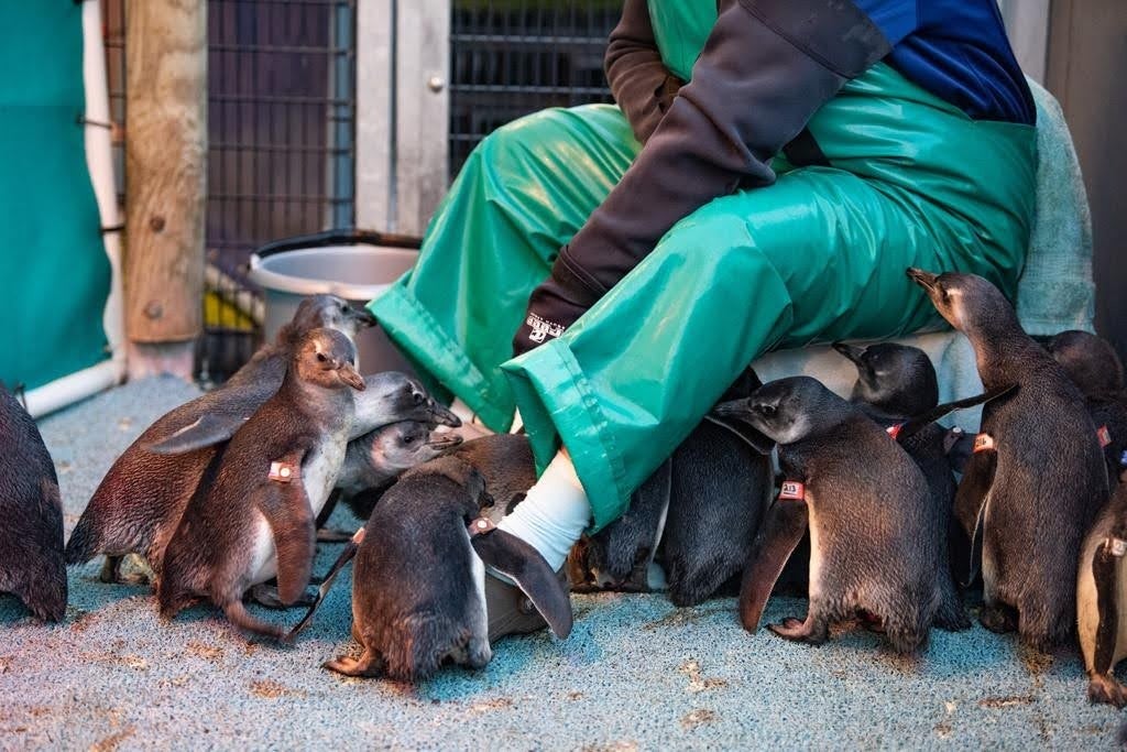 世界ペンギン・カワウソの日 in サンシャイン水族館2023のサブ画像13_給餌をする様子