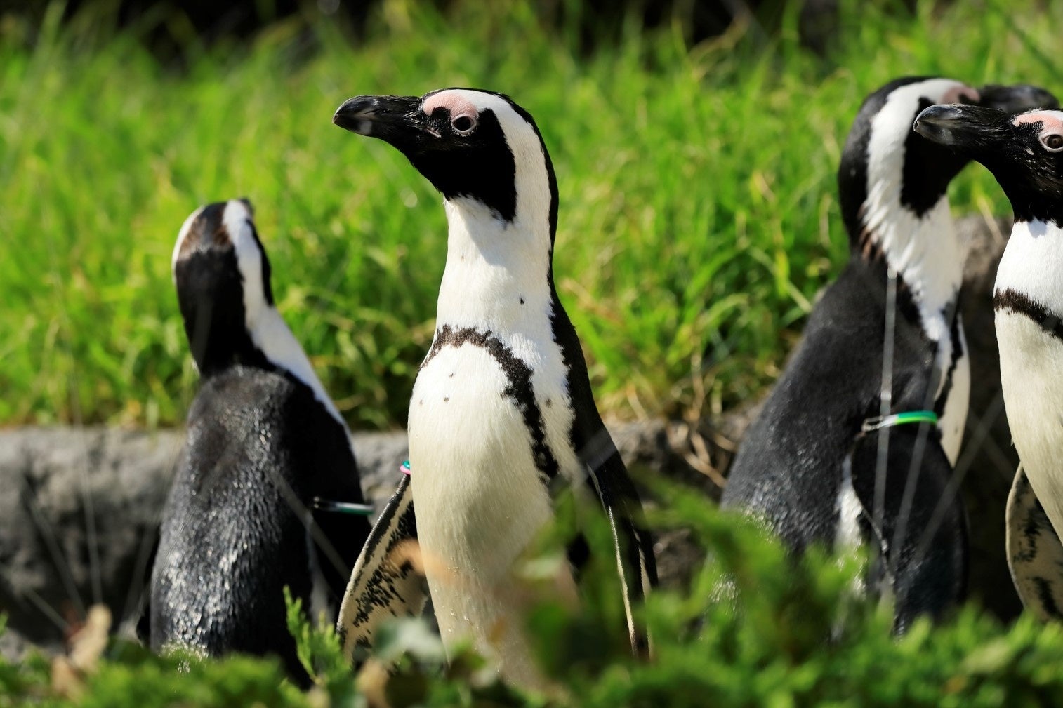 世界ペンギン・カワウソの日 in サンシャイン水族館2023のサブ画像2
