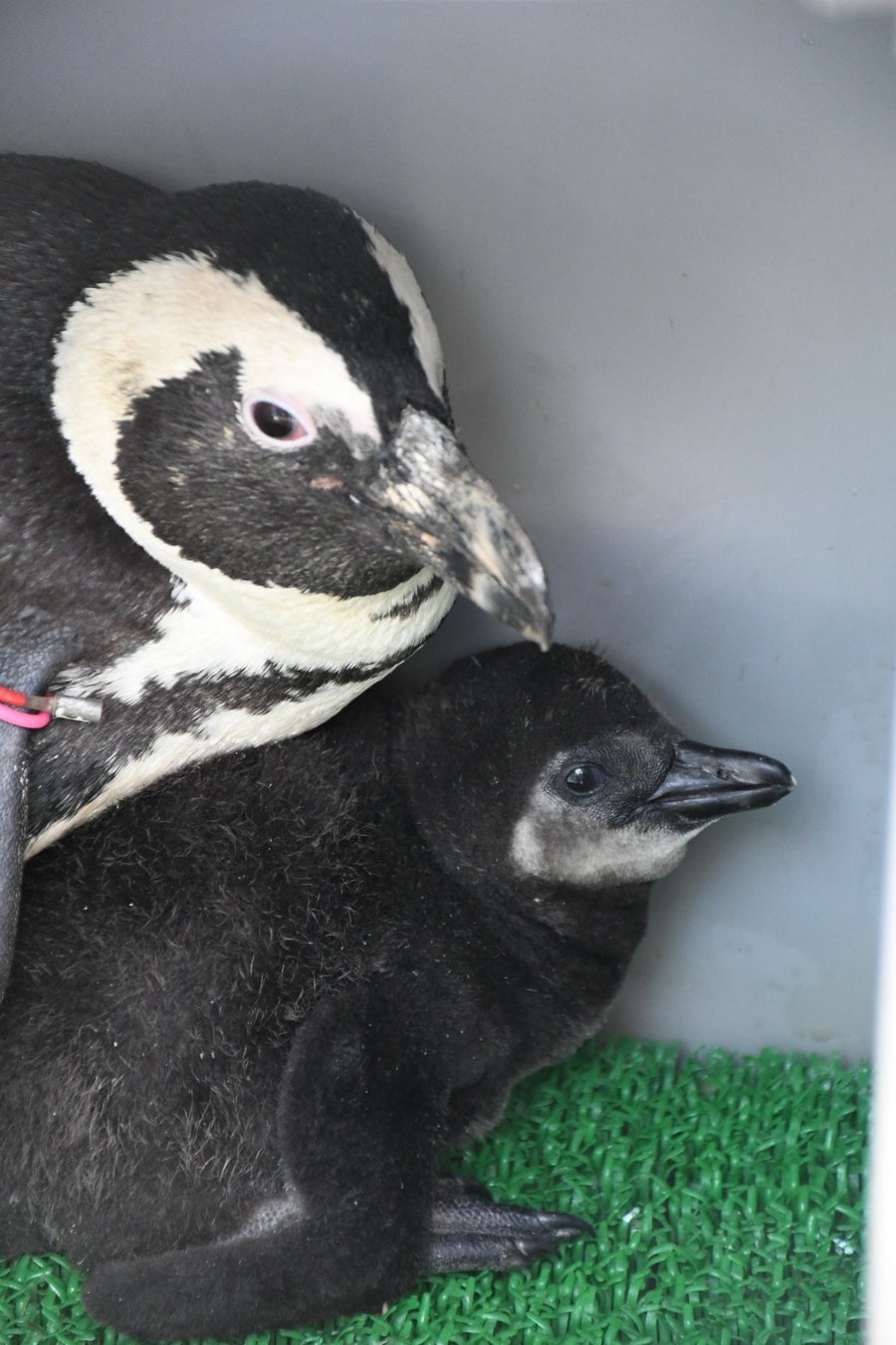 世界ペンギン・カワウソの日 in サンシャイン水族館2023のサブ画像7_体重は1890gまで増加！（生後30日目）