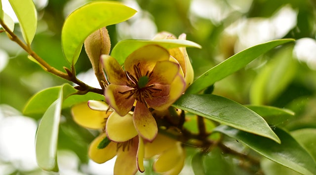 【参加無料】滋賀県内の6公園で“植物”をテーマにした「しがの公園で遊ぼう！学ぼう！スタンプラリー」を2023年4月1日より開催（西武造園株式会社）のサブ画像2_小さな花からバナナのような甘い香りのする「トウオガタマ」