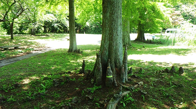 【参加無料】滋賀県内の6公園で“植物”をテーマにした「しがの公園で遊ぼう！学ぼう！スタンプラリー」を2023年4月1日より開催（西武造園株式会社）のサブ画像3_幹の周りに地面から呼吸のための根が突き出る「ラクウショウ」