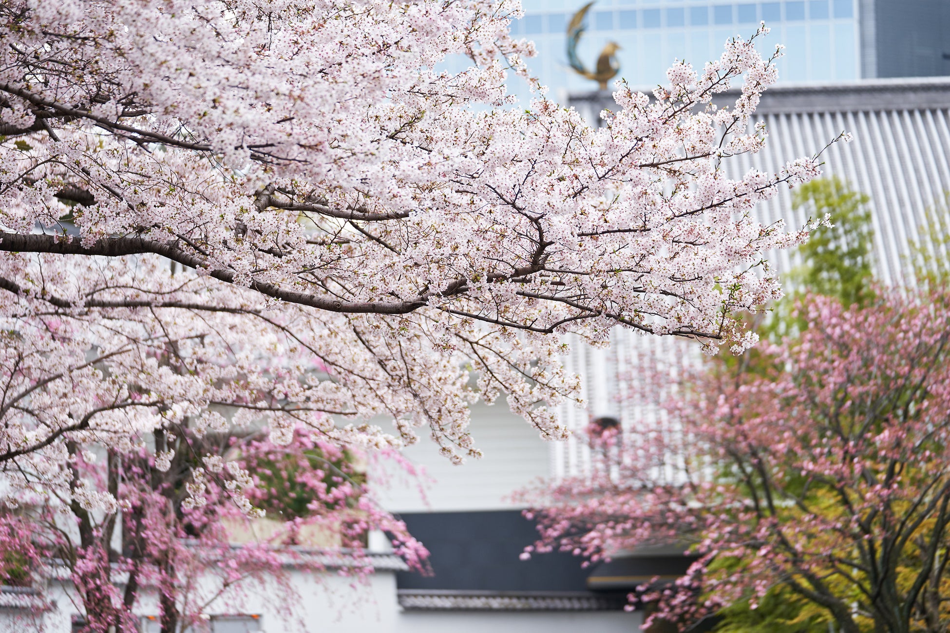 【ホテル雅叙園東京】桜関連商品の売上の一部を「目黒のサクラ基金」へ寄付。「めぐろサクラ再生プロジェクト」に賛同し、桜並木の老朽化問題を支援のサブ画像1_ホテル正面玄関の桜