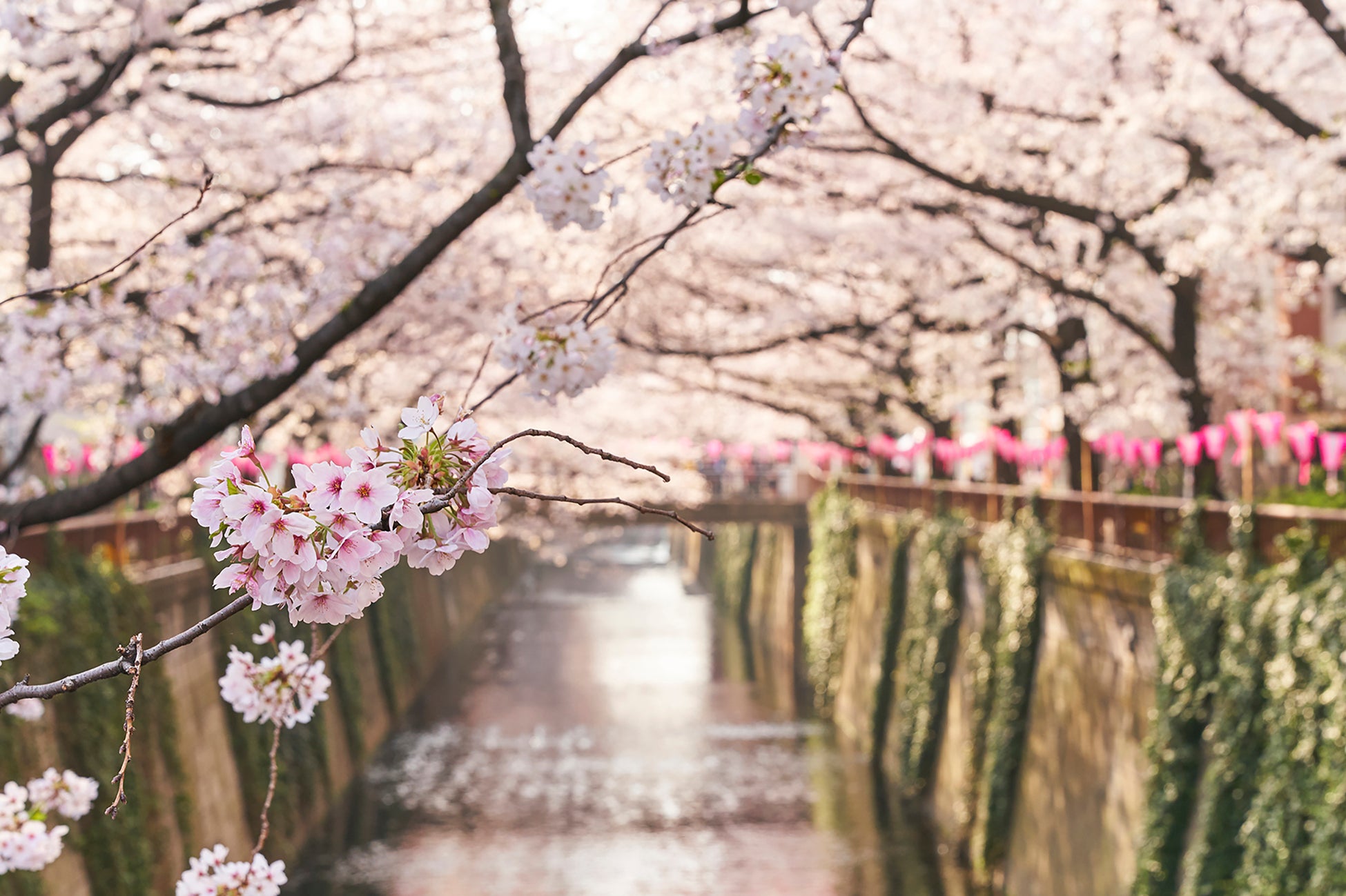 【ホテル雅叙園東京】桜関連商品の売上の一部を「目黒のサクラ基金」へ寄付。「めぐろサクラ再生プロジェクト」に賛同し、桜並木の老朽化問題を支援のサブ画像5_目黒川の桜