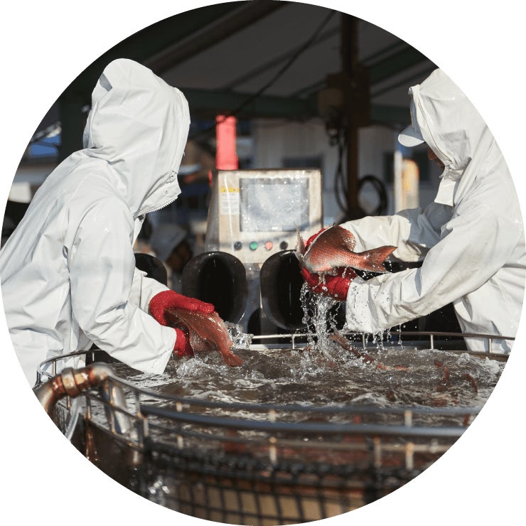 愛媛・愛南漁協加盟2社の「愛南の真鯛」が養殖水産物のBAP認証を取得。真鯛での認証取得は世界初のサブ画像2