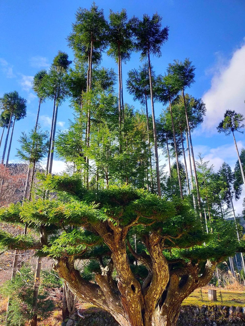 北山杉を活用したオフィスエントランスが完成 のサブ画像2_垂木丸太の生産を目的に600余年の歴史を持つとされる育林方法。この大台杉は樹齢450年とされる 