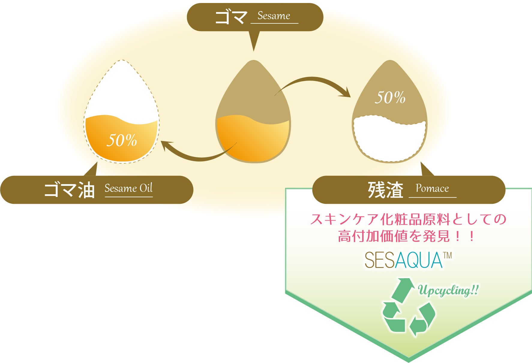 (株)成和化成 ゴマから生まれた100%自然由来のアップサイクル原料「セサキュア®」に優れたスキンケア効果を確認のサブ画像2
