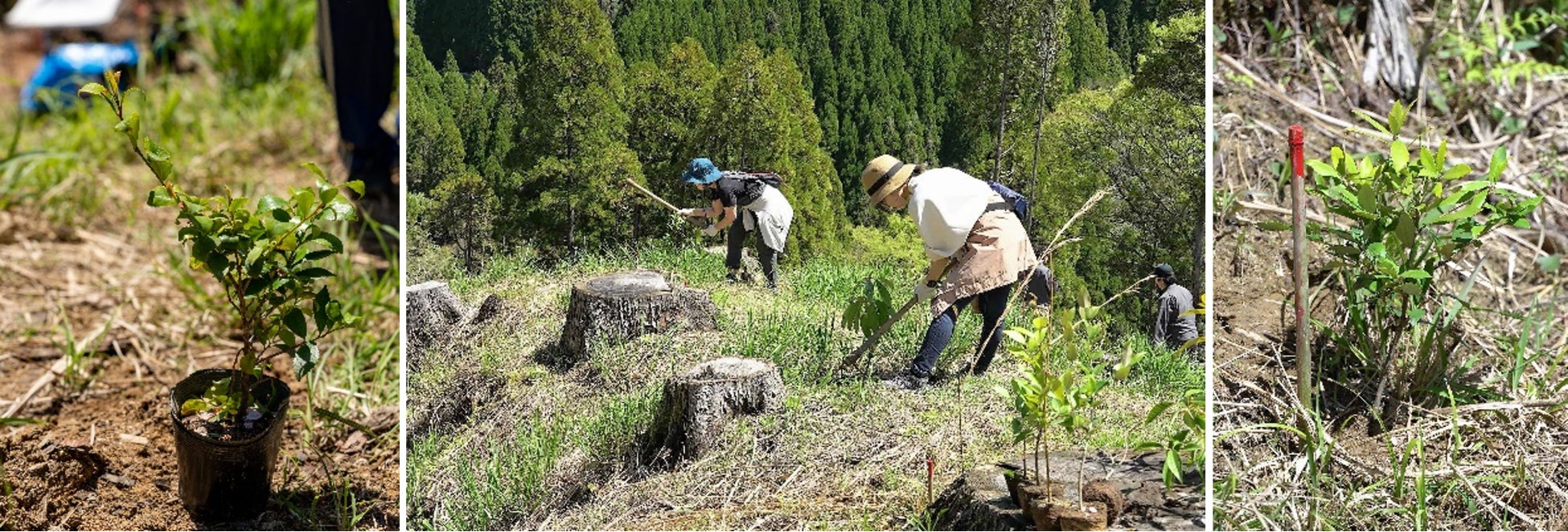 ロクシタンが熊本県山都町にて植樹イベントを実施。ふるさと応援大使 伴 都美子さん（Do As Infinity）も参加し豊かな生態系を育む森づくりに貢献。のサブ画像3