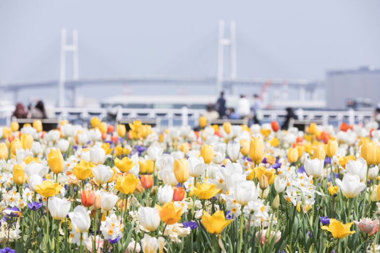 色鮮やかなチューリップに包まれる横浜にて「ガーデンネックレス横浜」連携イベント第45回「よこはま花と緑のスプリングフェア」2023が4月7日（金）から開催のメイン画像