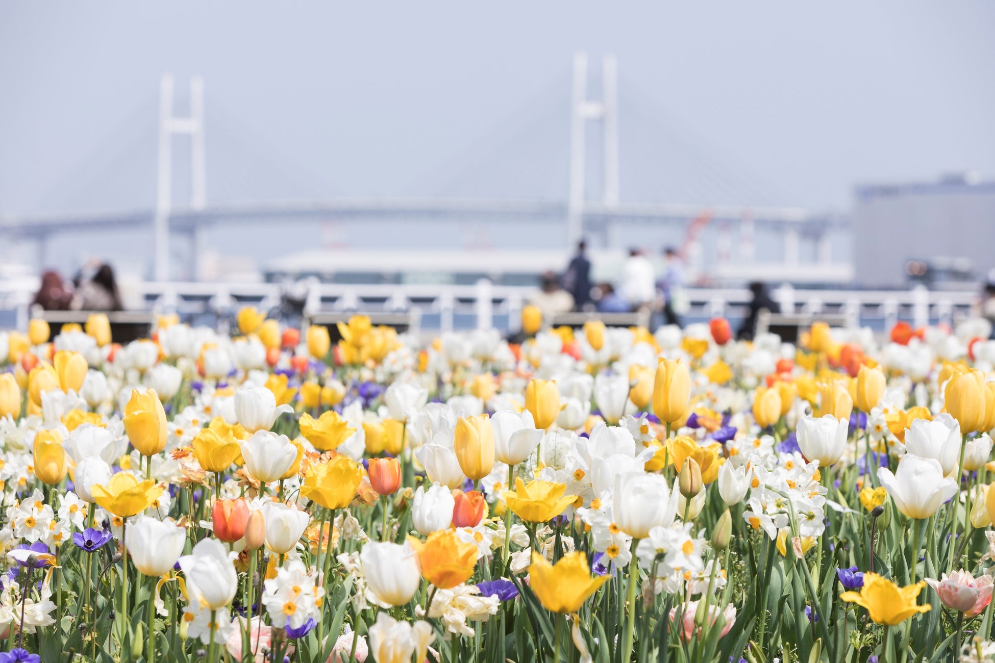 色鮮やかなチューリップに包まれる横浜にて「ガーデンネックレス横浜」連携イベント第45回「よこはま花と緑のスプリングフェア」2023が4月7日（金）から開催のサブ画像1