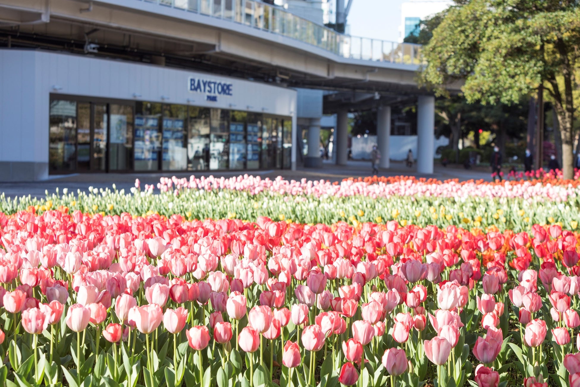 色鮮やかなチューリップに包まれる横浜にて「ガーデンネックレス横浜」連携イベント第45回「よこはま花と緑のスプリングフェア」2023が4月7日（金）から開催のサブ画像2
