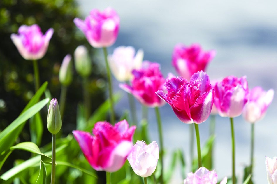 色鮮やかなチューリップに包まれる横浜にて「ガーデンネックレス横浜」連携イベント第45回「よこはま花と緑のスプリングフェア」2023が4月7日（金）から開催のサブ画像3