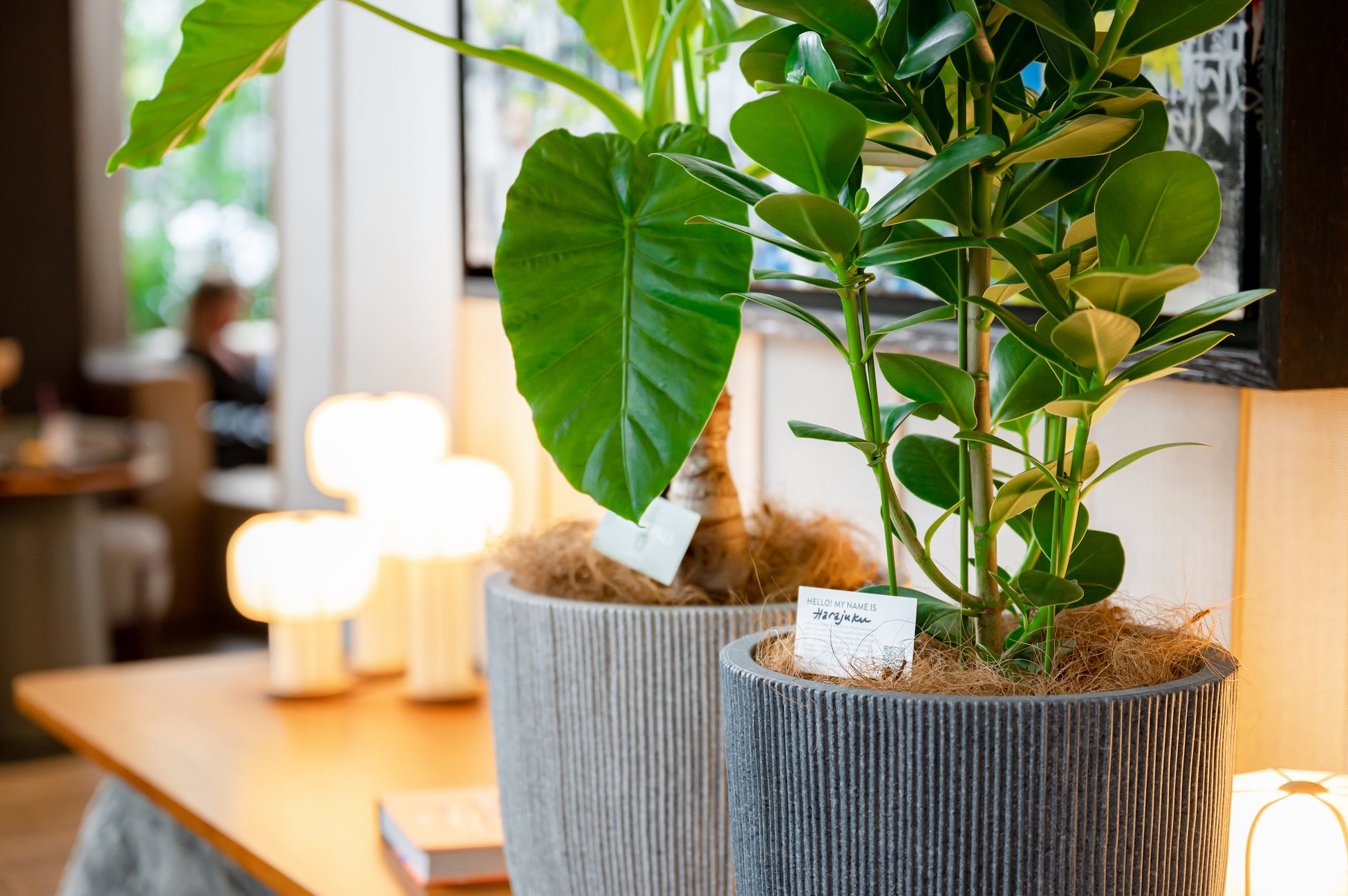 ＜アースデイ＞に向けて　地域の植物を客室内でお楽しみいただける「キンプトン・プラント・パル・プログラム」を実施のサブ画像3_レンタル可能な植物 イメージ