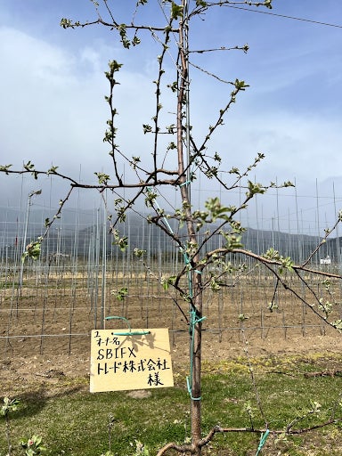 食べチョクが企業に果物の樹木オーナー権を販売開始。生産者の計画的な栽培をサポートすることで食品ロスを削減。のサブ画像3_SBI FXトレードがオーナーになったりんごの木