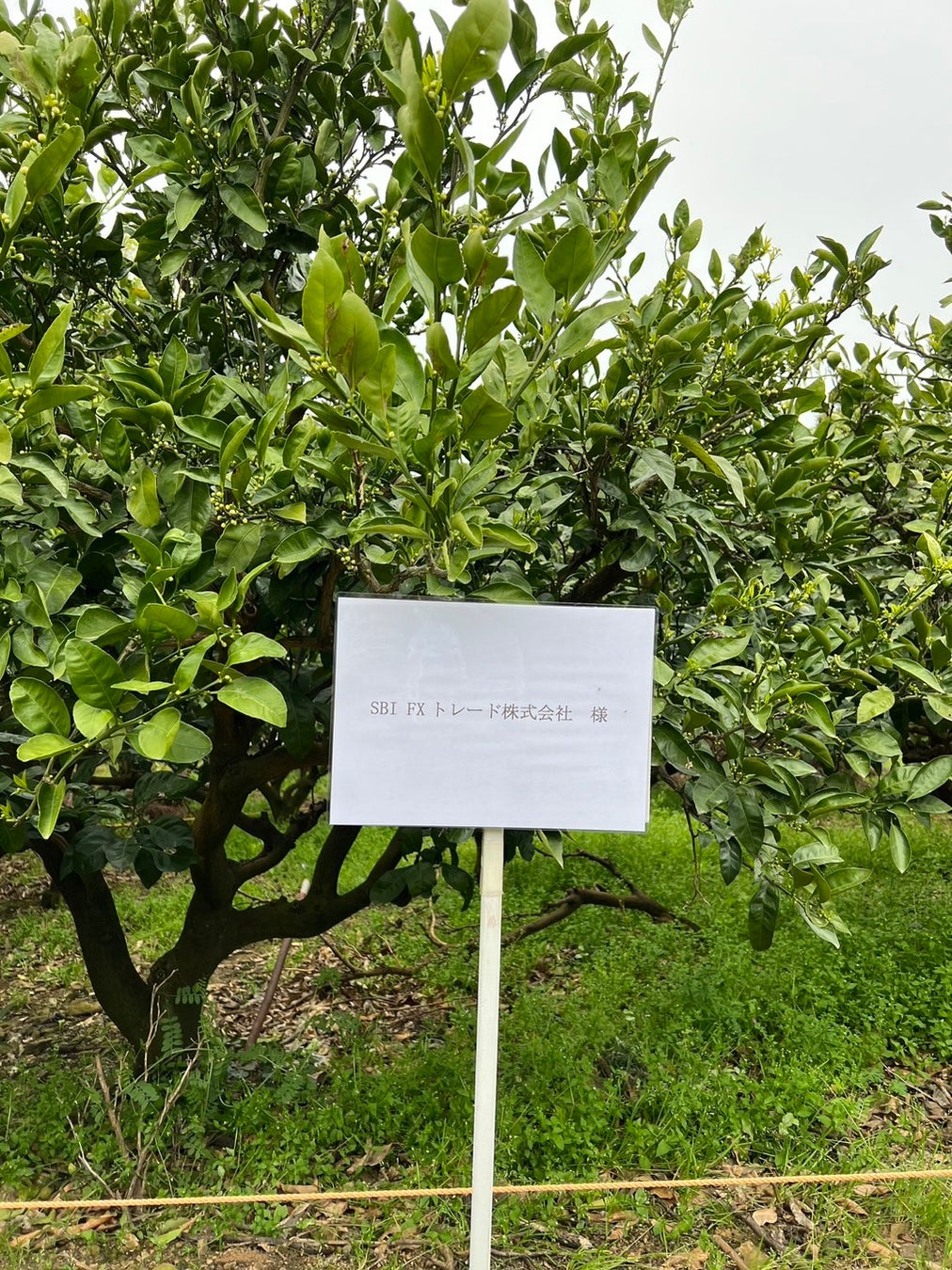 食べチョクが企業に果物の樹木オーナー権を販売開始。生産者の計画的な栽培をサポートすることで食品ロスを削減。のサブ画像5_SBI FXトレードがオーナーになったみかんの木