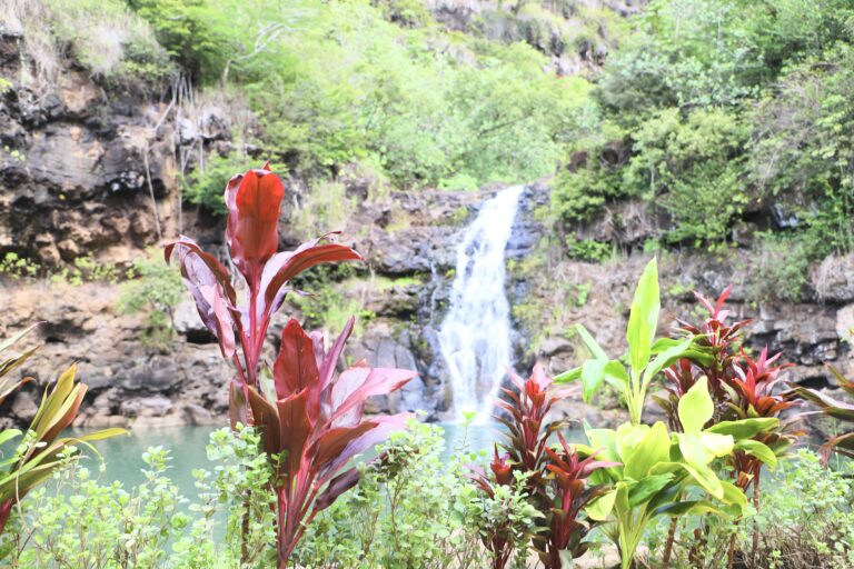 アンドユークリエーションズ ハワイの大自然体験「ネイチャー＆ユー」の第二弾「ワイメアの滝ハイキングツアー」を発表のメイン画像