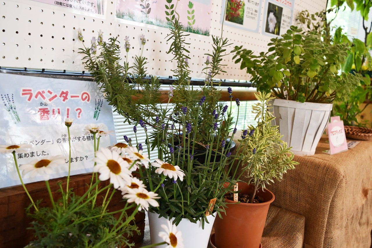 植物学者・牧野富太郎にまつわる企画展示「春らんらん展」2023年4月25日（火）～5月7日（日）開催（板橋区立熱帯環境植物館）のサブ画像5