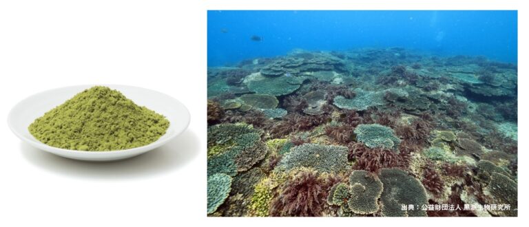微細藻類ユーグレナと海藻のカギケノリの混合飼料が反芻家畜のメタン排出を軽減することを確認のメイン画像