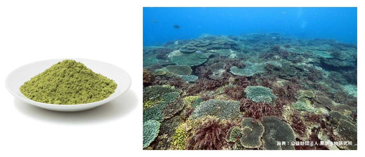 微細藻類ユーグレナと海藻のカギケノリの混合飼料が反芻家畜のメタン排出を軽減することを確認のサブ画像1_左・ユーグレナ粉末（イメージ）、右・カギケノリ（赤紫色の海藻、イメージ）