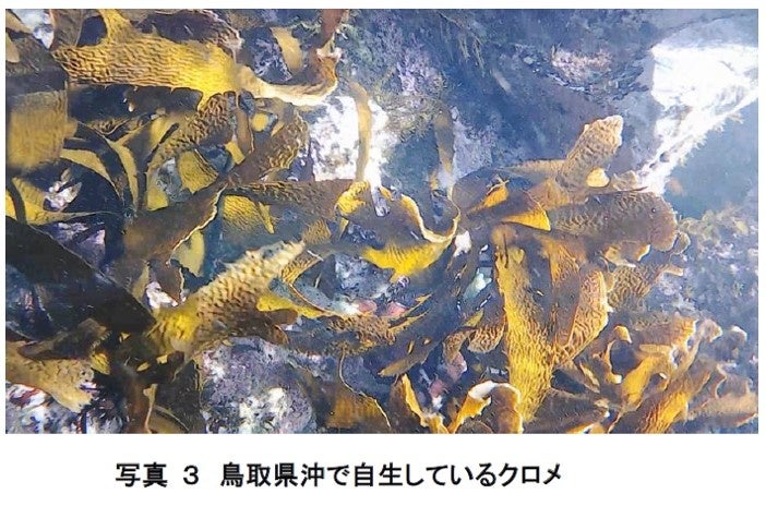 海洋資源の有効活用を目指して鳥取県産海藻クロメを用いた食品「KING KUROME」 新発売！のサブ画像4