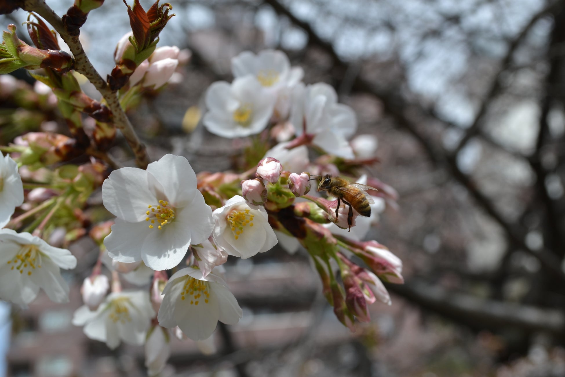 【ミツバチからの春の恵み】原宿はちみつヌーヴォー2023が解禁のサブ画像3_桜とミツバチ