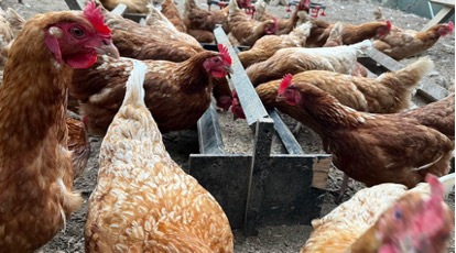 エコロギー×フレンチレストランL'OSIER×素ヱコ農園　サステナブル卵プロジェクトのメイン画像