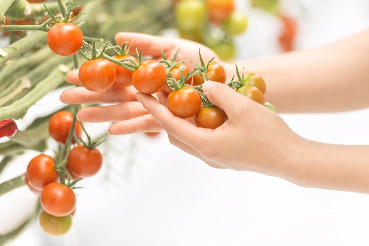 【スポーツ×食育プロジェクト】あさい農園プレゼンツ 第１回トマトカップ エンジョイサッカー大会（U-9）を開催のサブ画像5_浅井農園のトマトの様子