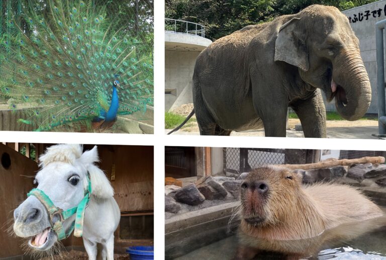 岡崎市銭湯が地域の未来も「沸かす」！！ーコラボタオルで動物園応援プロジェクトーのメイン画像